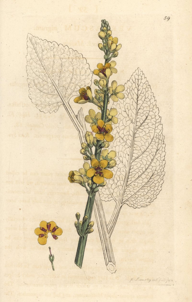 Gordolobo, Verbasum nigrum (molene negro) Grabado en cobre coloreado a mano según una ilustración de James Sowerby de Botánica inglesa de James Smith, Londres. de James Sowerby