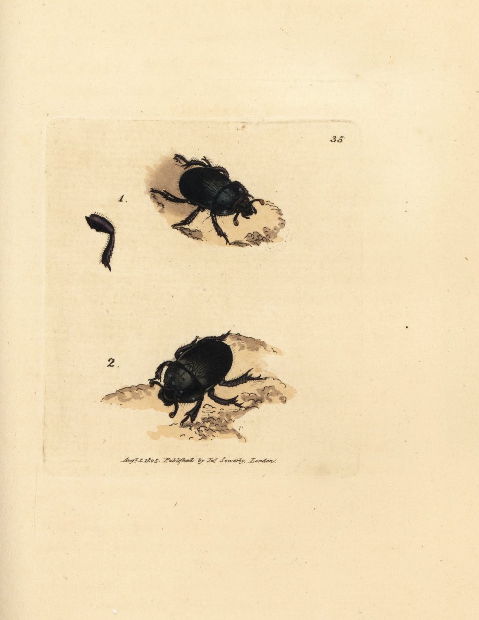 Escarabajo Dor, Geotrupes puncticollis (Scarabaeus spiniger). Grabado en cobre coloreado a mano por James Sowerby de The British Miscellany, or Coloured figures of new, rare, or little known animal subjects. de James Sowerby