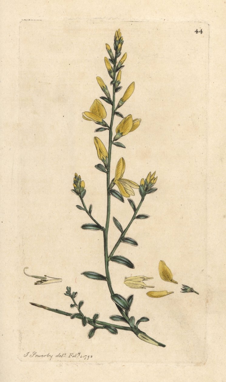 Genista tinctoria Grabado en cobre coloreado a mano según una ilustración de James Sowerby de James Smith