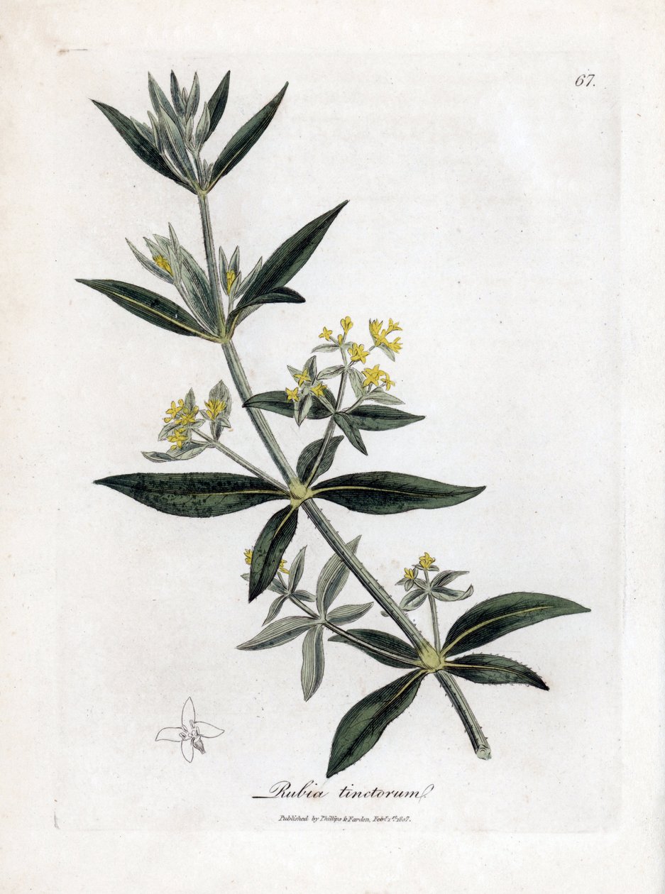 Rubia tinctorum. Grabado en cobre coloreado a mano de una ilustración botánica de James Sowerby de la obra de William Woodville y Sir William Jackson Hooker "Medical Botany", John Bohn, Londres. de James Sowerby