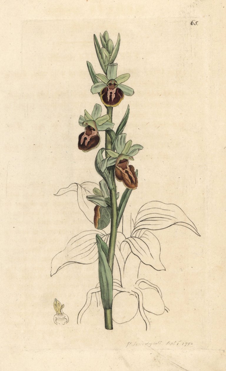 Orquídea araña temprana, Ophrys sphegodes (Spider orchis, Ophrys aranifera). Grabado en cobre coloreado a mano según una ilustración de James Sowerby de James Smith