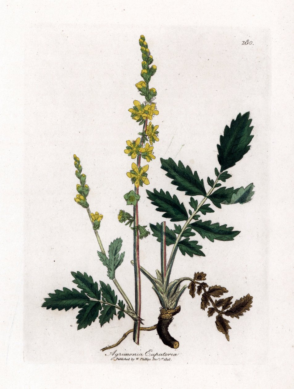 Agrimonia eupatoria, Agrimonia eupatoria. Grabado en cobre coloreado a mano a partir de una ilustración botánica de James Sowerby de "Medical Botany" de William Woodville y Sir William Jackson Hooker, John Bohn, Londres. de James Sowerby