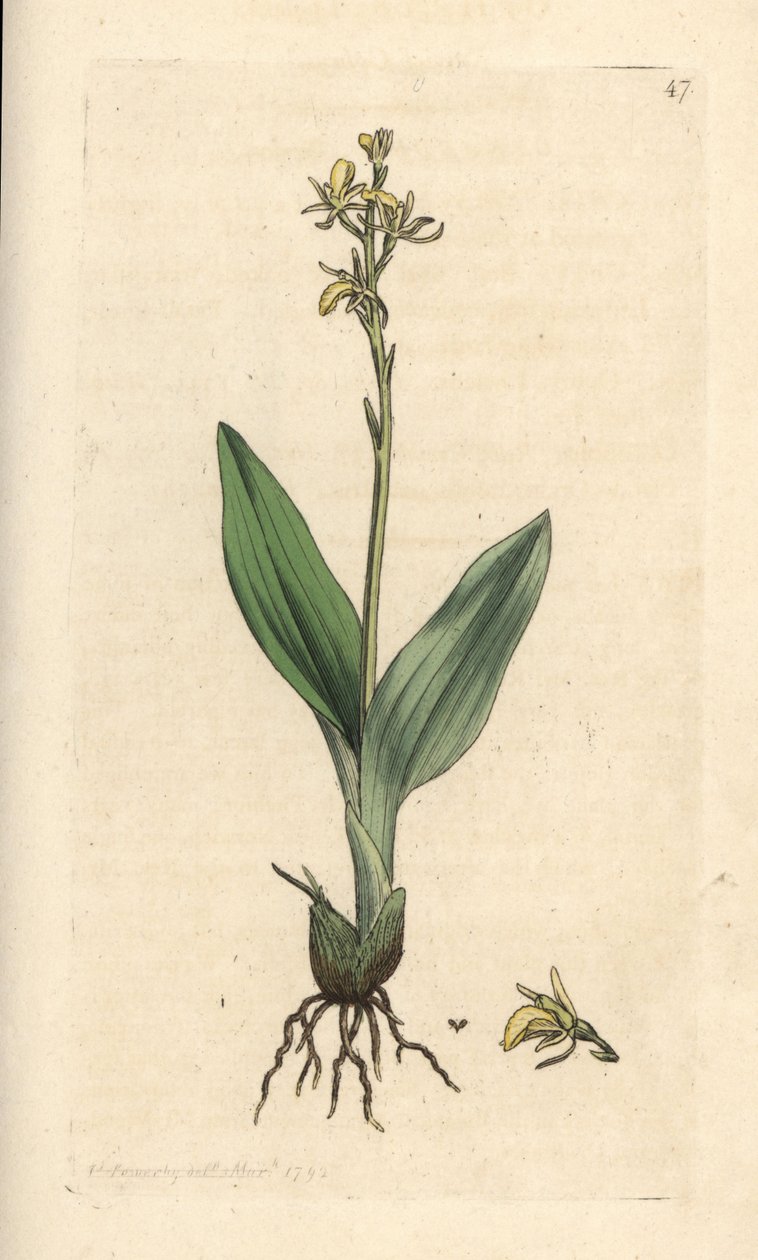 Orquídea de los pantanos, Liparis loeselii (Ophrys enana, Ophrys loeselii). Grabado en cobre coloreado a mano según una ilustración de James Sowerby de James Smith