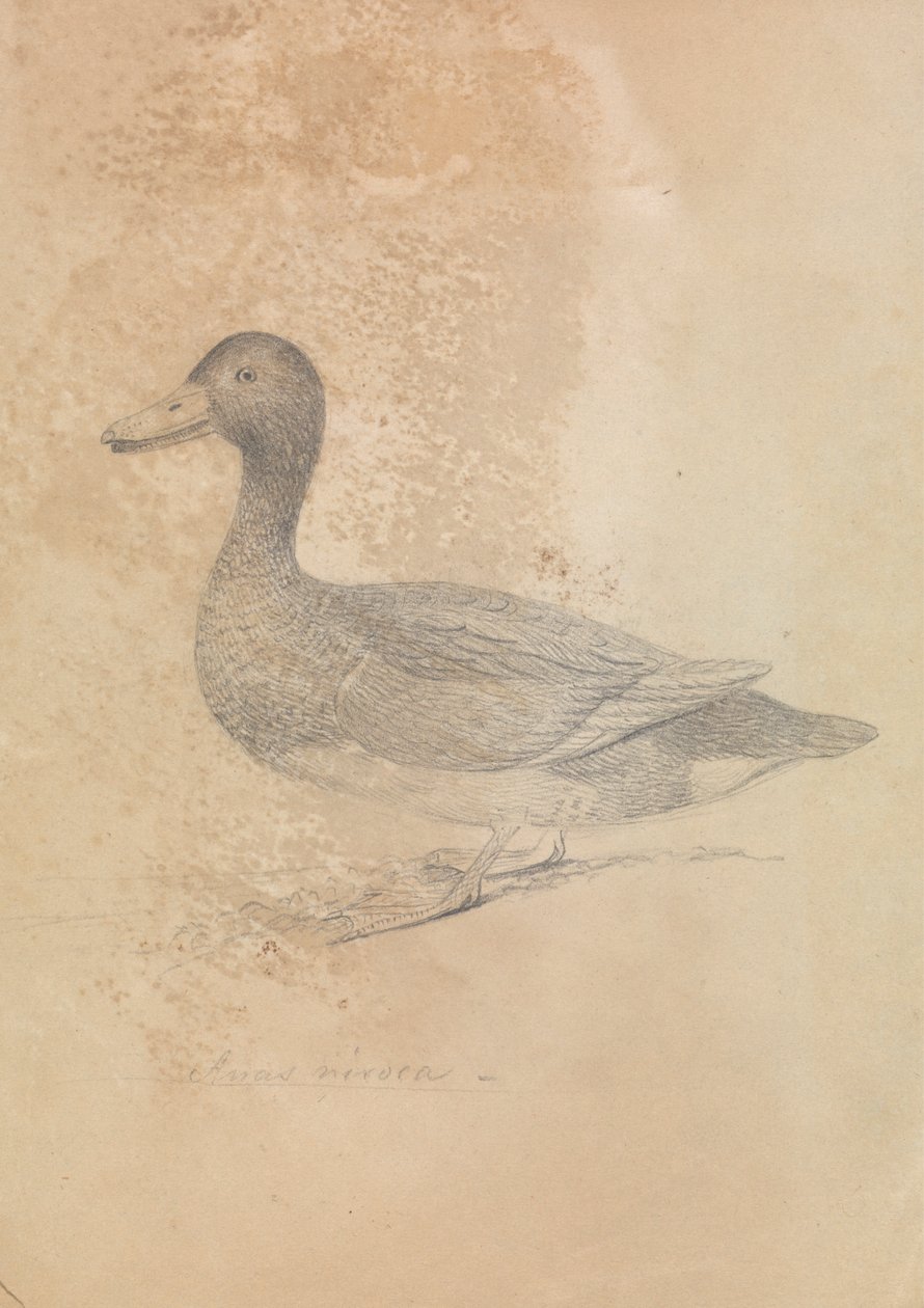 Porrón pardo de James Sowerby