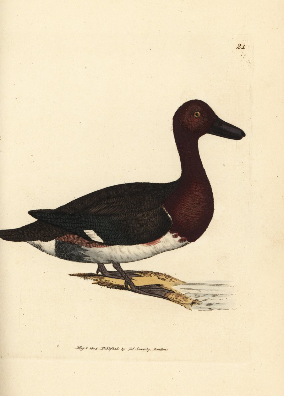Porrón pardo, Aythya nyroca (Anas nyroca, pato oliváceo). Grabado en cobre coloreado a mano por James Sowerby de The British Miscellany, or Coloured figures of new, rare, or little known animal subjects. de James Sowerby