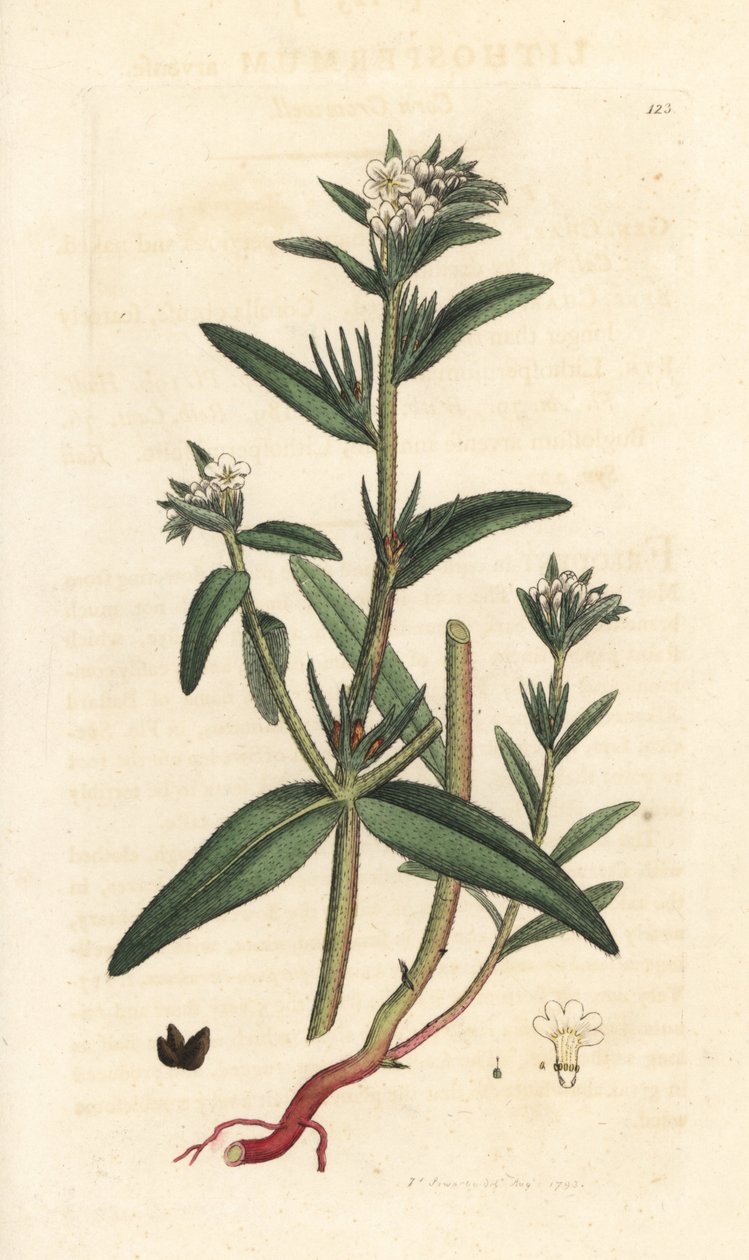 Buglossoides arvensis (Lithospermum arvense) (Gremil des champs) Grabado en cobre coloreado a mano según una ilustración de James Sowerby de James Smith