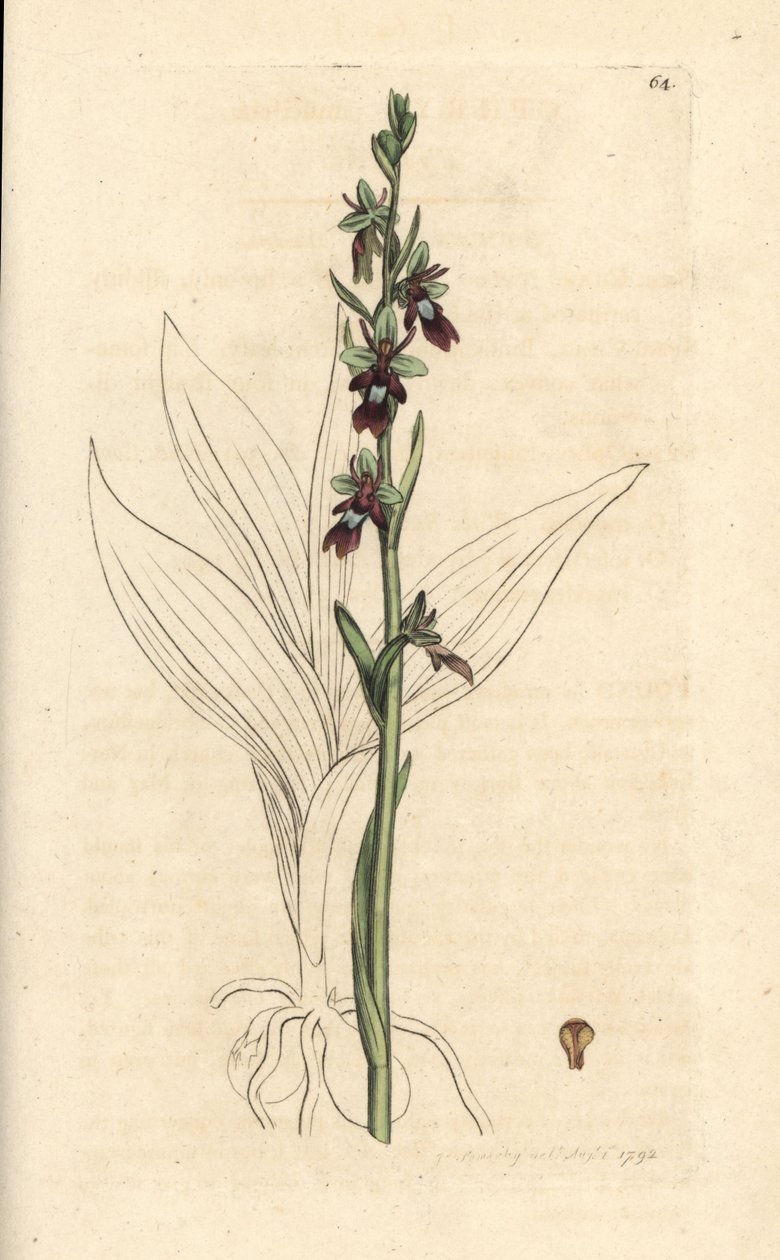 Orquídea mosca, Ophrys insectifera (Fly orchis, Ophrys muscifera). Grabado en cobre coloreado a mano según una ilustración de James Sowerby de James Smith