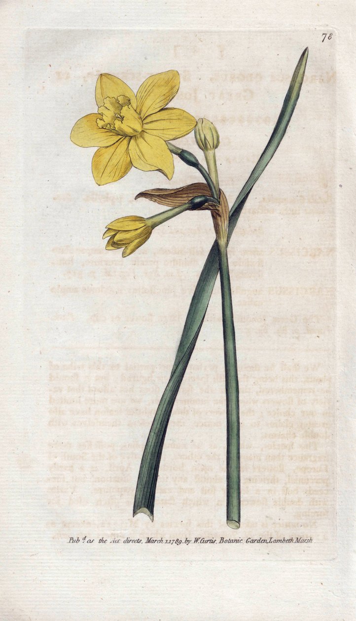 Narciso perfumado - Litografía de James Sowerby (1757-1822), de la Revista Botánica de William Curtis (1746-1799) de James Sowerby