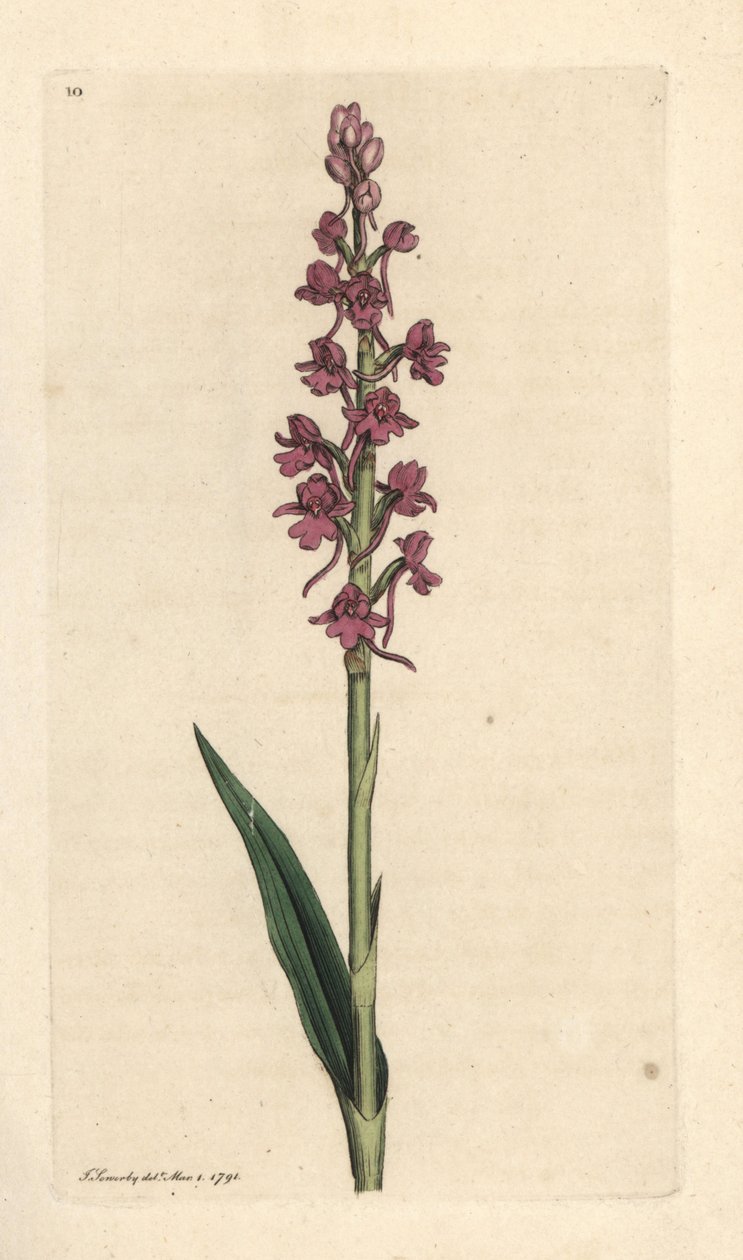 Fragrant orchid, Gymnadenia conopsea (Orquídea aromática, Orchis conopsea). Grabado en cobre coloreado a mano según una ilustración de James Sowerby de James Smith