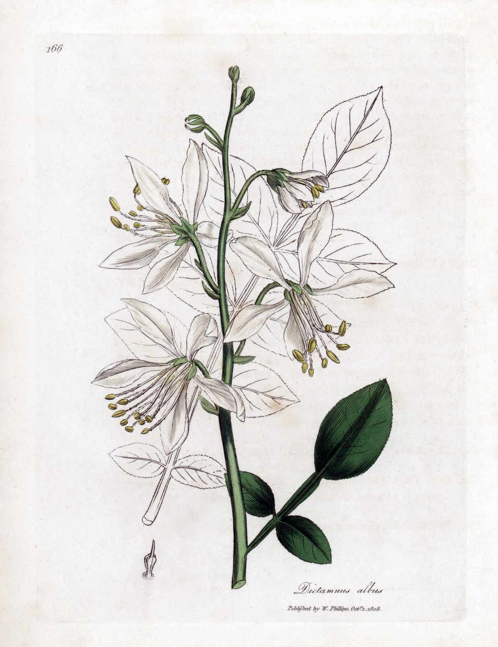 Fraxinelle - Fraxinela blanca o basarda, Dictamnus albus. Grabado en cobre coloreado a mano a partir de una ilustración botánica de James Sowerby de "Medical Botany" de William Woodville y Sir William Jackson Hooker, John Bohn, Londres. de James Sowerby