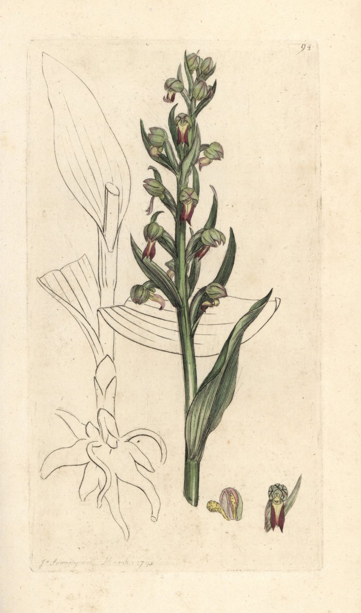 Orquídea rana, Dactylorhiza viridis (Satyrium viride). Grabado en cobre coloreado a mano según una ilustración de James Sowerby de James Smith