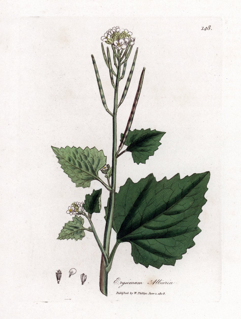 Mostaza del ajo, Alliaria petiolata. Grabado en cobre coloreado a mano a partir de una ilustración botánica de James Sowerby extraída de "Medical Botany" de William Woodville y Sir William Jackson Hooker, John Bohn, Londres. de James Sowerby