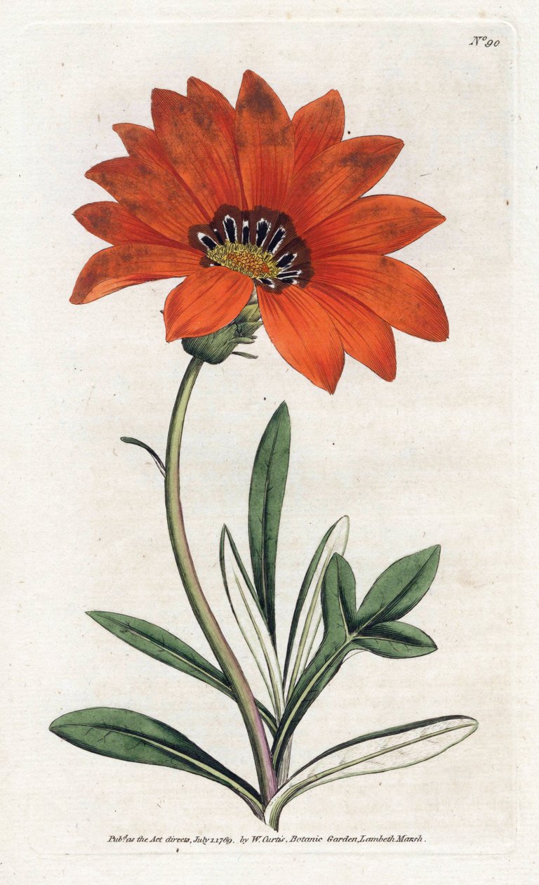 Gazania (gazania) empinada - Litografía de James Sowerby (1757-1822), de la Revista Botánica de William Curtis (1746-1799) de James Sowerby
