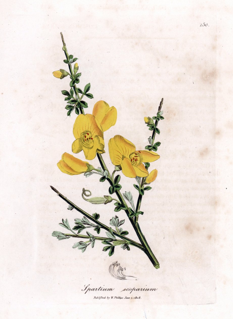 Genet a broom - Retama común, Cytisus scoparius. Grabado en cobre coloreado a mano de una ilustración botánica de James Sowerby de "Botánica Médica" de William Woodville y Sir William Jackson Hooker, John Bohn, Londres. de James Sowerby