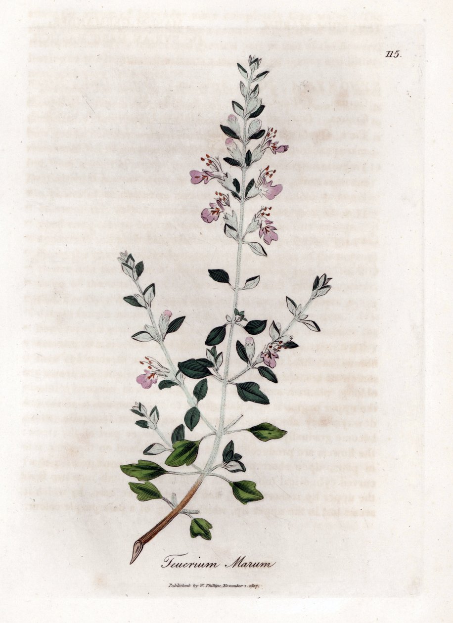 Germandree marum o germandree de gatos - Tomillo de gato, Teucrium marum. Grabado en cobre coloreado a mano de una ilustración botánica de James Sowerby de la obra de William Woodville y Sir William Jackson Hooker "Medical Botany", John Bohn, Londres. de James Sowerby