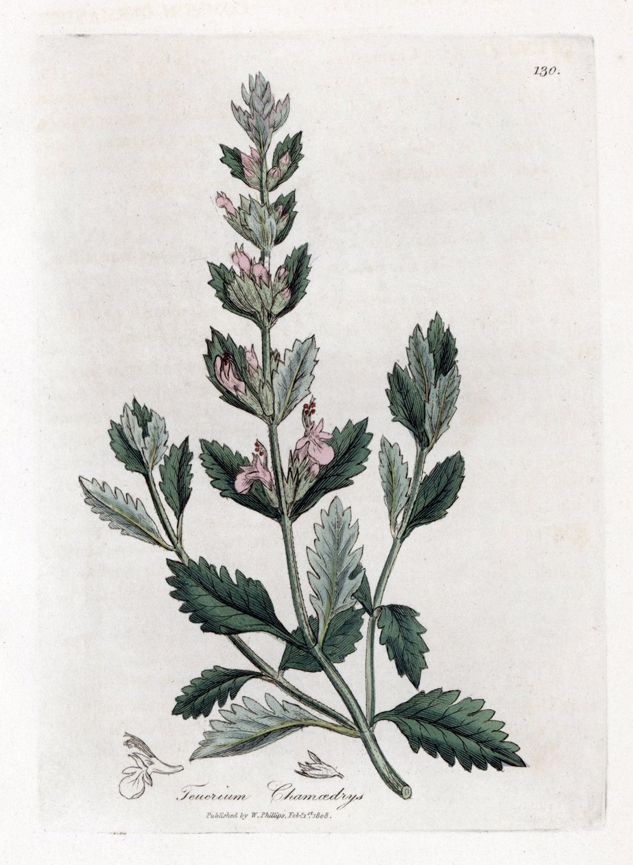Germandree petit oak - Germander común, Teucrium chamaedrys. Grabado en cobre coloreado a mano de una ilustración botánica de James Sowerby extraída de "Medical Botany" de William Woodville y Sir William Jackson Hooker, John Bohn, Londres. de James Sowerby