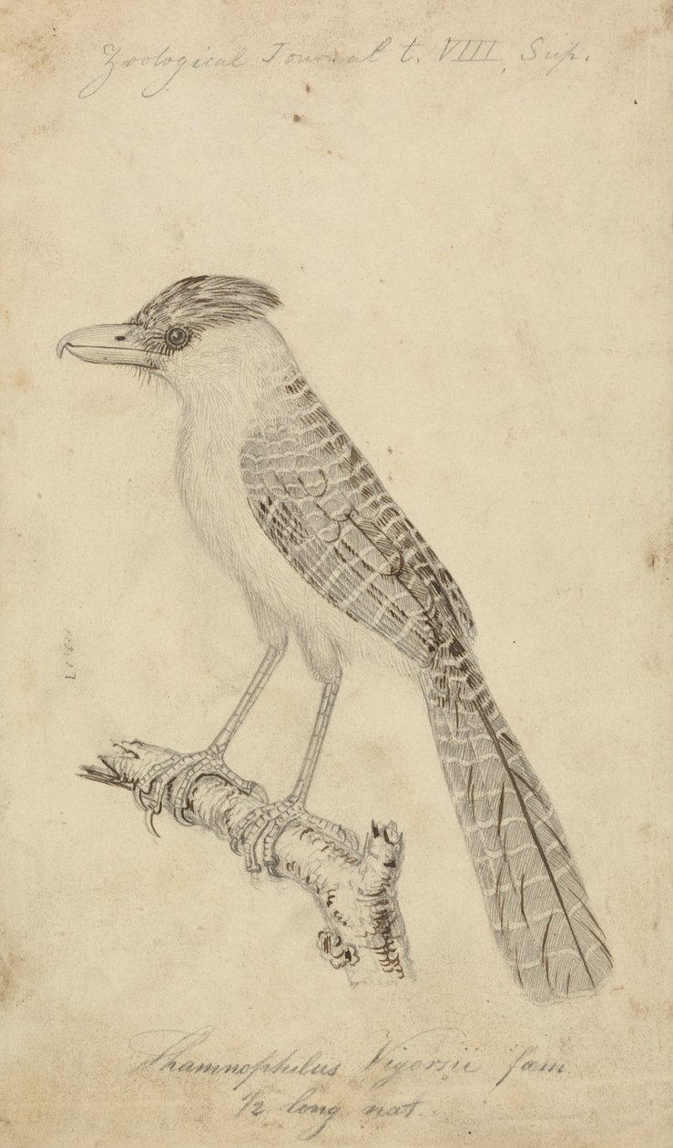 Hormiguero gigante de James Sowerby