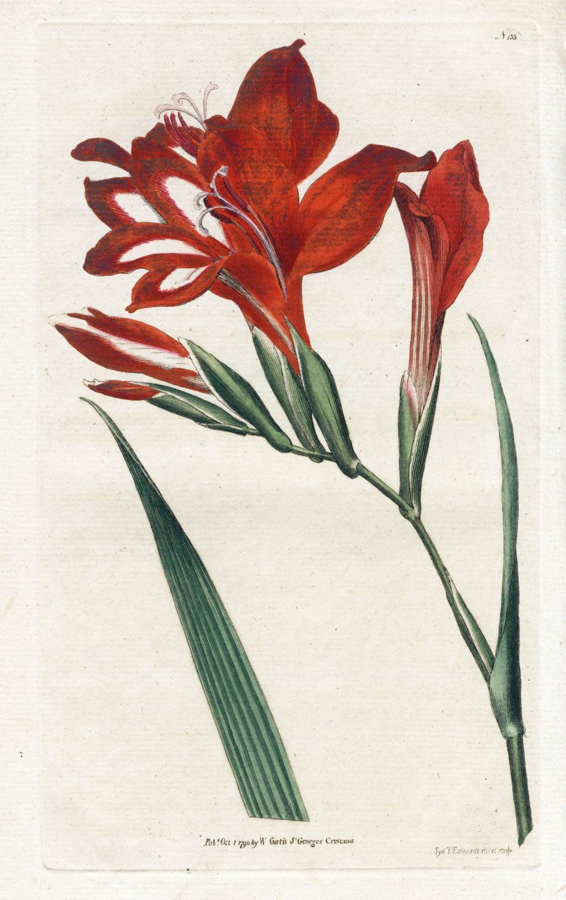 Glaieul cardinal - Litografía de James Sowerby (1757-1822), del Botanical Magazine de William Curtis (1746-1799) de James Sowerby