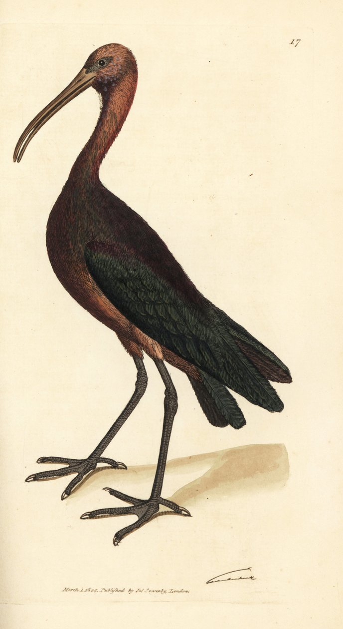 Glossy ibis, Plegadis falcinellus (ibis de la bahía, Tantalus falcinellus). Grabado en cobre coloreado a mano por James Sowerby de The British Miscellany, or Coloured figures of new, rare, or little known animal subjects. de James Sowerby