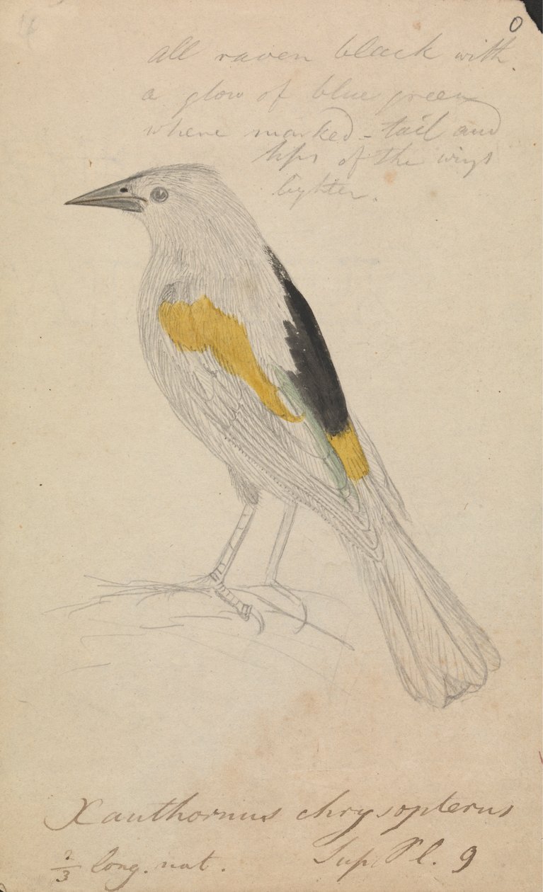 Cacique de alas doradas de James Sowerby