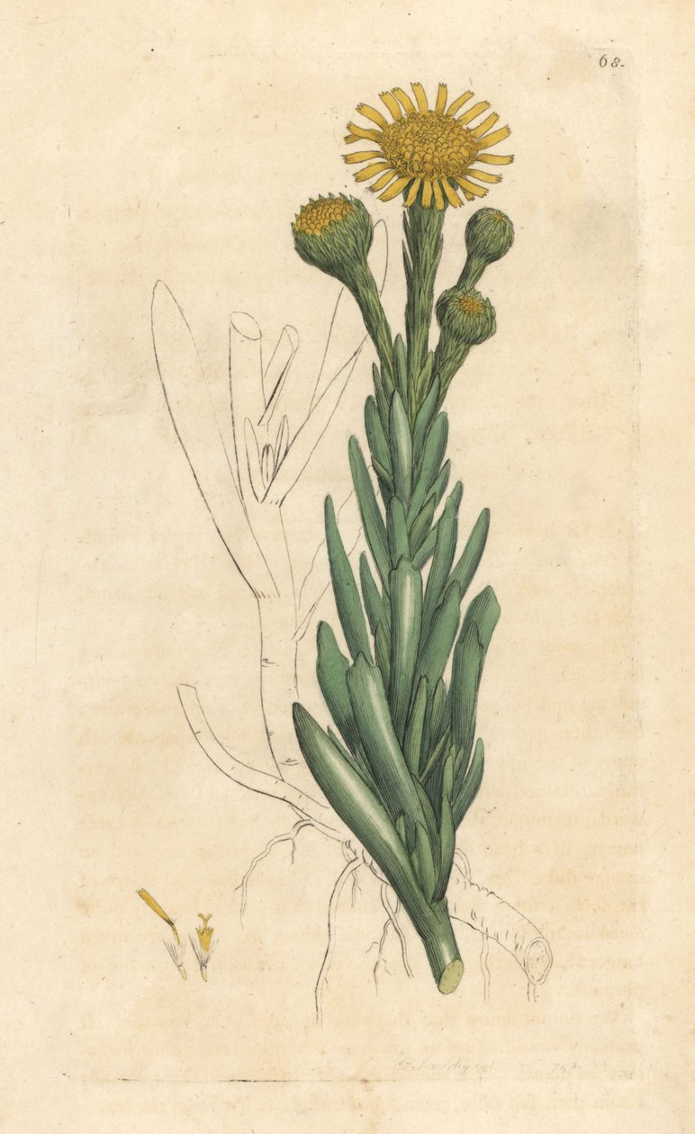 Limbarda crithmoides (Samphire-leaved fleabane, Inula crithmoides) Grabado en cobre coloreado a mano según una ilustración de James Sowerby de James Smith
