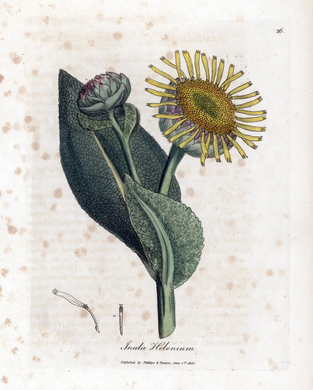 Grande Aunee - Helenio, Inula helenium. Grabado en cobre coloreado a mano de una ilustración botánica de James Sowerby extraída de "Medical Botany" de William Woodville y Sir William Jackson Hooker, John Bohn, Londres. de James Sowerby