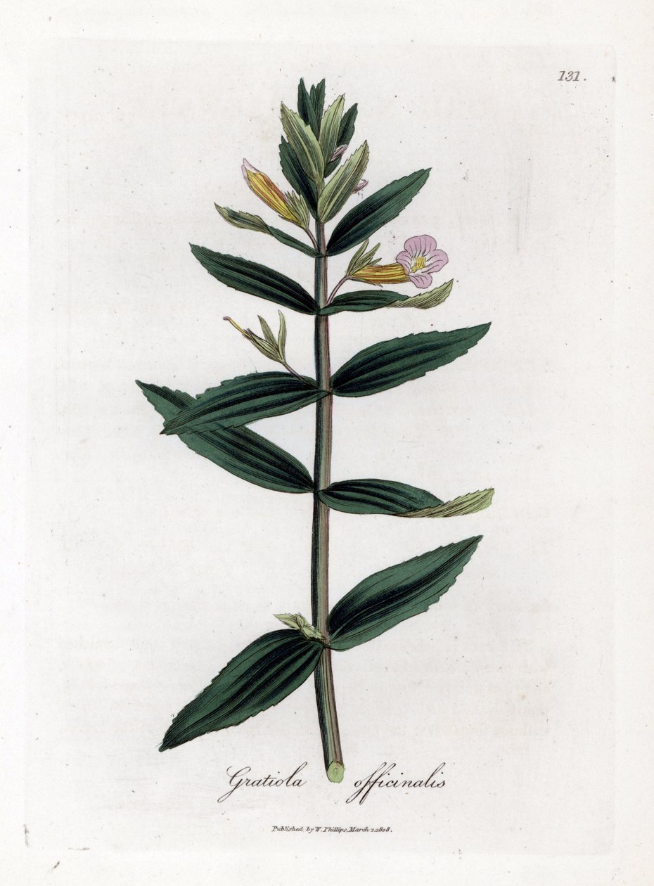 Gratiole officinale - Hisopo de seto, Gratiola officinalis. Grabado en cobre coloreado a mano de una ilustración botánica de James Sowerby extraída de "Medical Botany" de William Woodville y Sir William Jackson Hooker, John Bohn, Londres. de James Sowerby