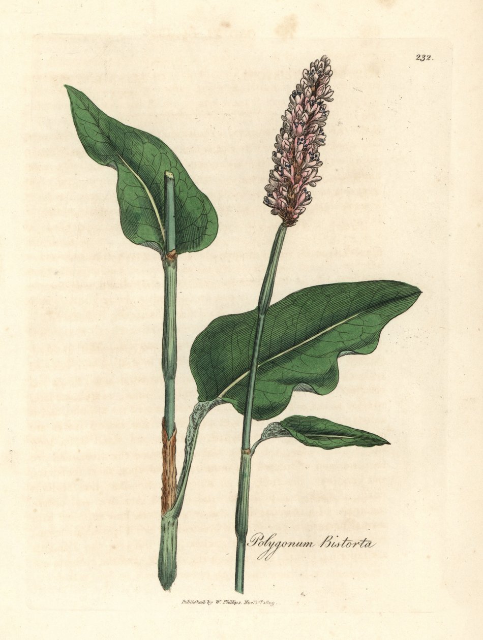 Bistorta mayor, Polygonum bistorta de James Sowerby