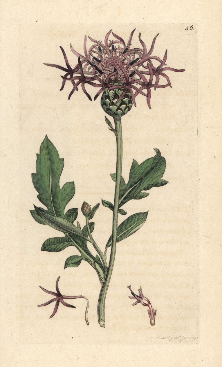 Centaurea scabiosa (Centauree scabieuse) Grabado en cobre coloreado a mano según una ilustración de James Sowerby de James Smith