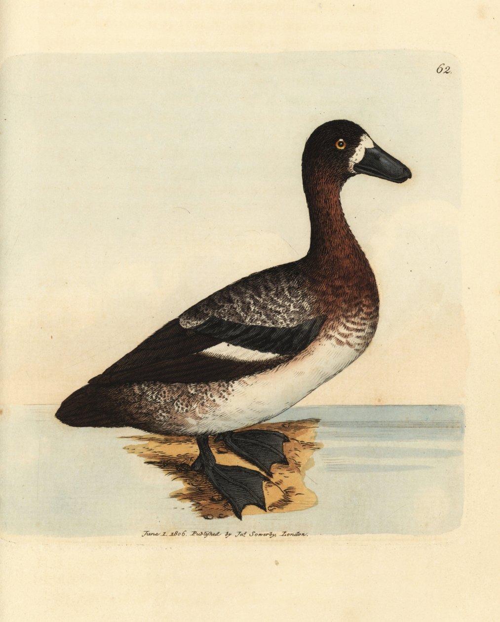 Pato cariblanco, Aythya marila, hembra (Anas fraenata). Grabado en cobre coloreado a mano por James Sowerby de The British Miscellany, or Coloured figures of new, rare, or little known animal subjects. de James Sowerby