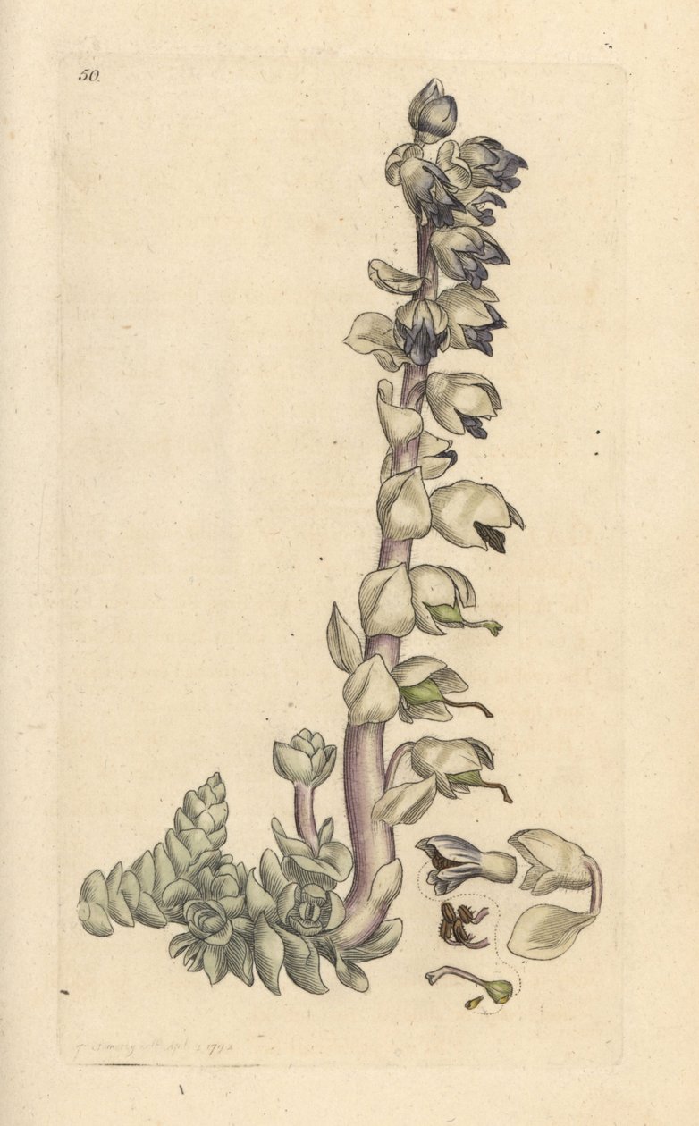 Greater toothwort, Lathraea squamaria (Grande cardamine) Grabado en cobre coloreado a mano según una ilustración de James Sowerby de James Smith