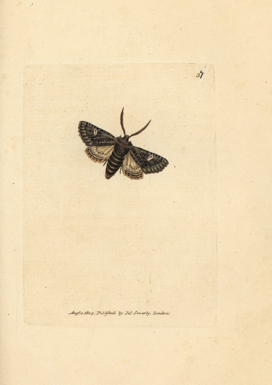 Polilla de puntos verdes, Valeria oleagina (Phalaena Bombyx oleagina). Grabado en cobre coloreado a mano por James Sowerby de The British Miscellany, or Coloured figures of new, rare, or little known animal subjects. de James Sowerby