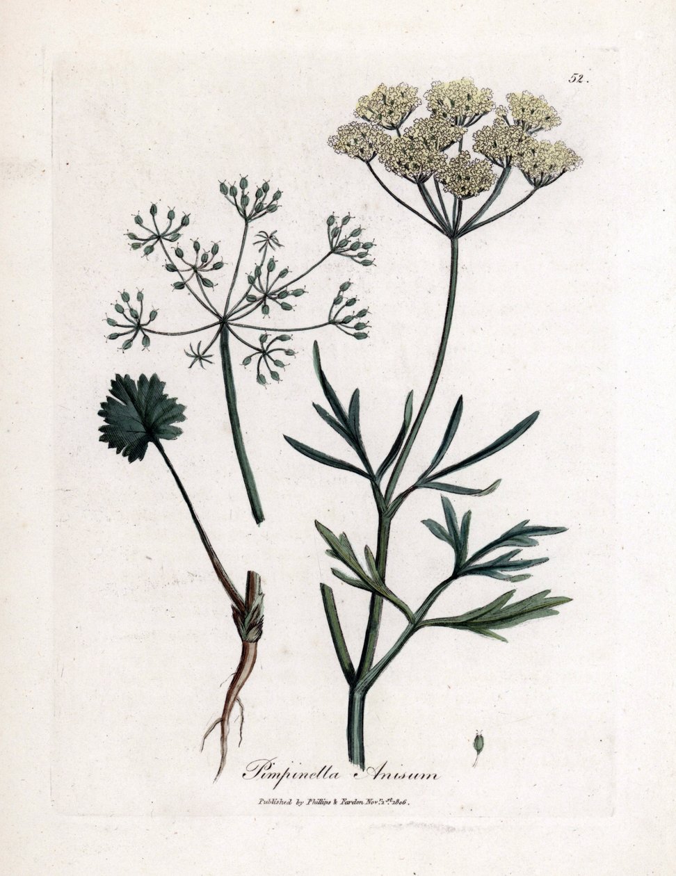 Anís verde (Pimpinella anisum). Grabado en cobre coloreado a mano a partir de una ilustración de James Sowerby. Extracto del libro de William Woodville y Sir William Jackson Hooker "Botanique medicinale" 1832. El incansable Sowerby (1757-1822) dibujó más d de James Sowerby
