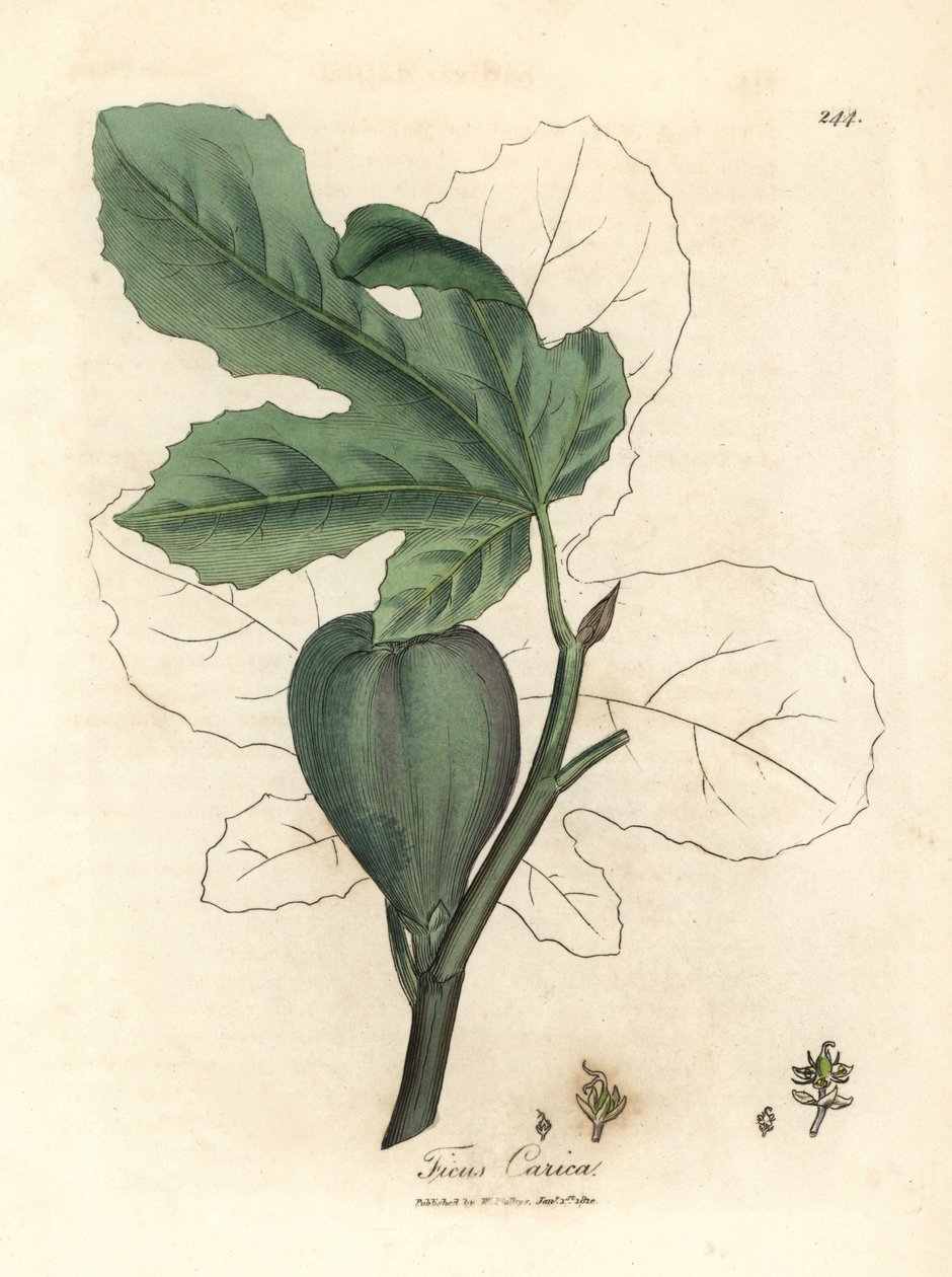 Higo verde, fruta, hojas, contorno de hoja, Ficus carica de James Sowerby