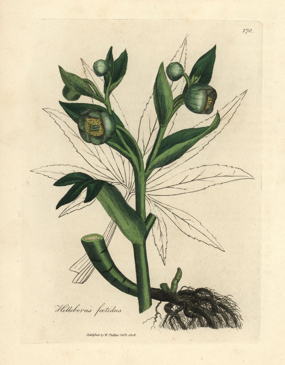 Heléboro fétido de flor verde o pie de oso, Helleborus foetidus de James Sowerby