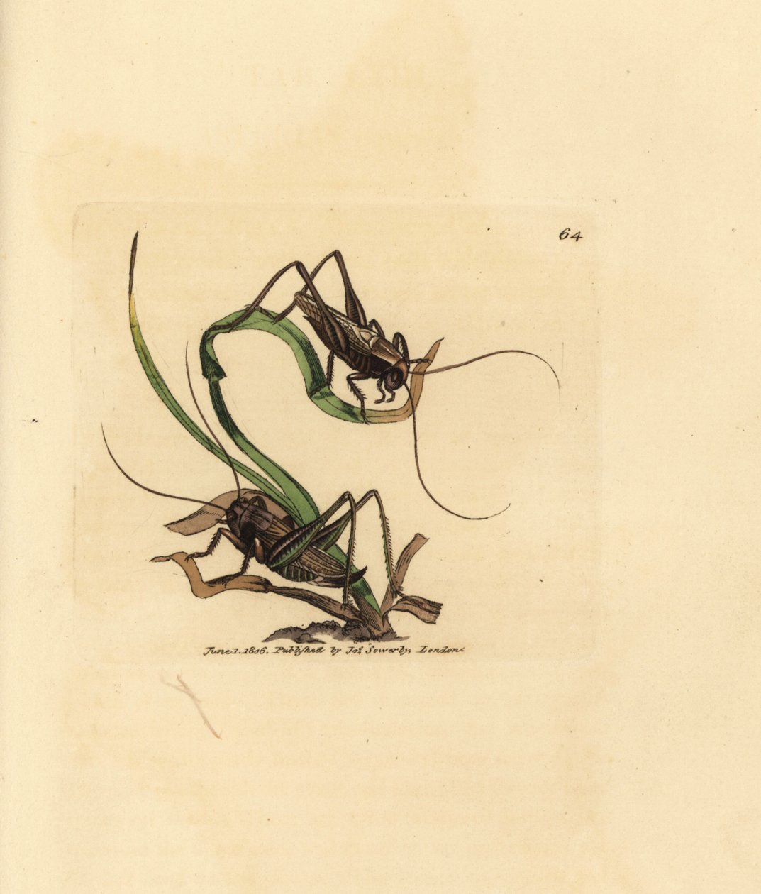 Grillo gris, Platycleis grisea (Langosta gris, Locust grisea). Grabado en cobre coloreado a mano por James Sowerby de The British Miscellany, or Coloured figures of new, rare, or little known animal subjects. de James Sowerby