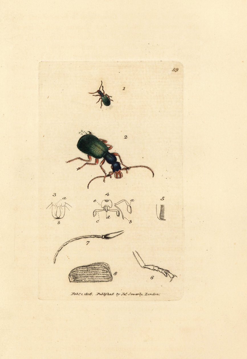 Escarabajo de tierra, Drypta dentata (Golden-mouthed carabus, Carabus chrysostomos). Grabado en cobre coloreado a mano por James Sowerby de The British Miscellany, or Coloured figures of new, rare, or little known animal subjects. de James Sowerby