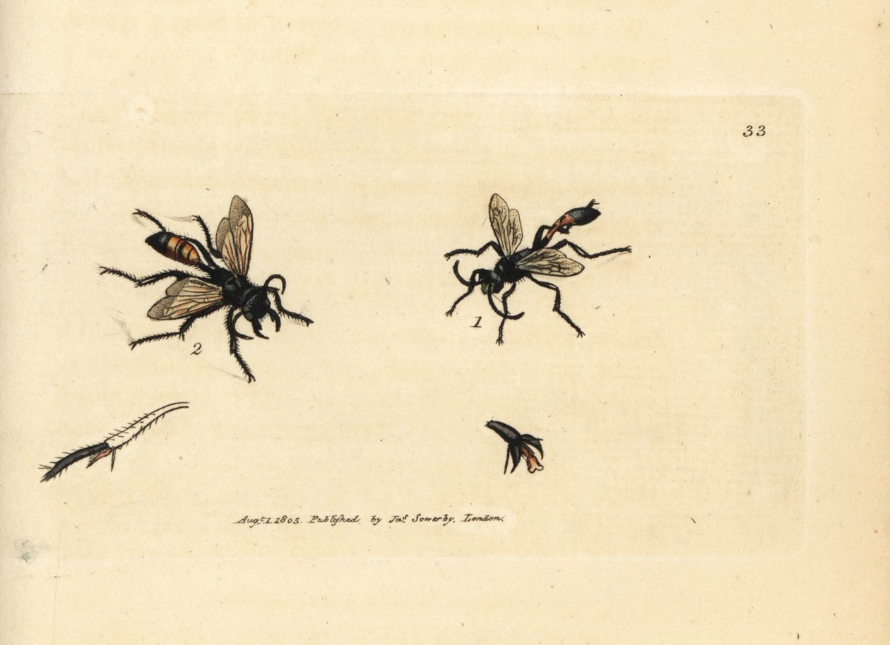 Lavandera de arena peluda, Podalonia hirsuta (Ammophila hirsuta). Grabado en cobre coloreado a mano por James Sowerby de The British Miscellany, or Coloured figures of new, rare, or little known animal subjects. de James Sowerby