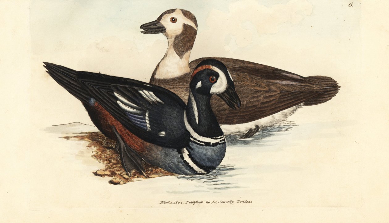 Pato arlequín, Histrionicus histrionicus (Anas histrionica). Macho y hembra. Grabado en cobre coloreado a mano por James Sowerby de The British Miscellany, or Coloured figures of new, rare, or little known animal subjects. de James Sowerby