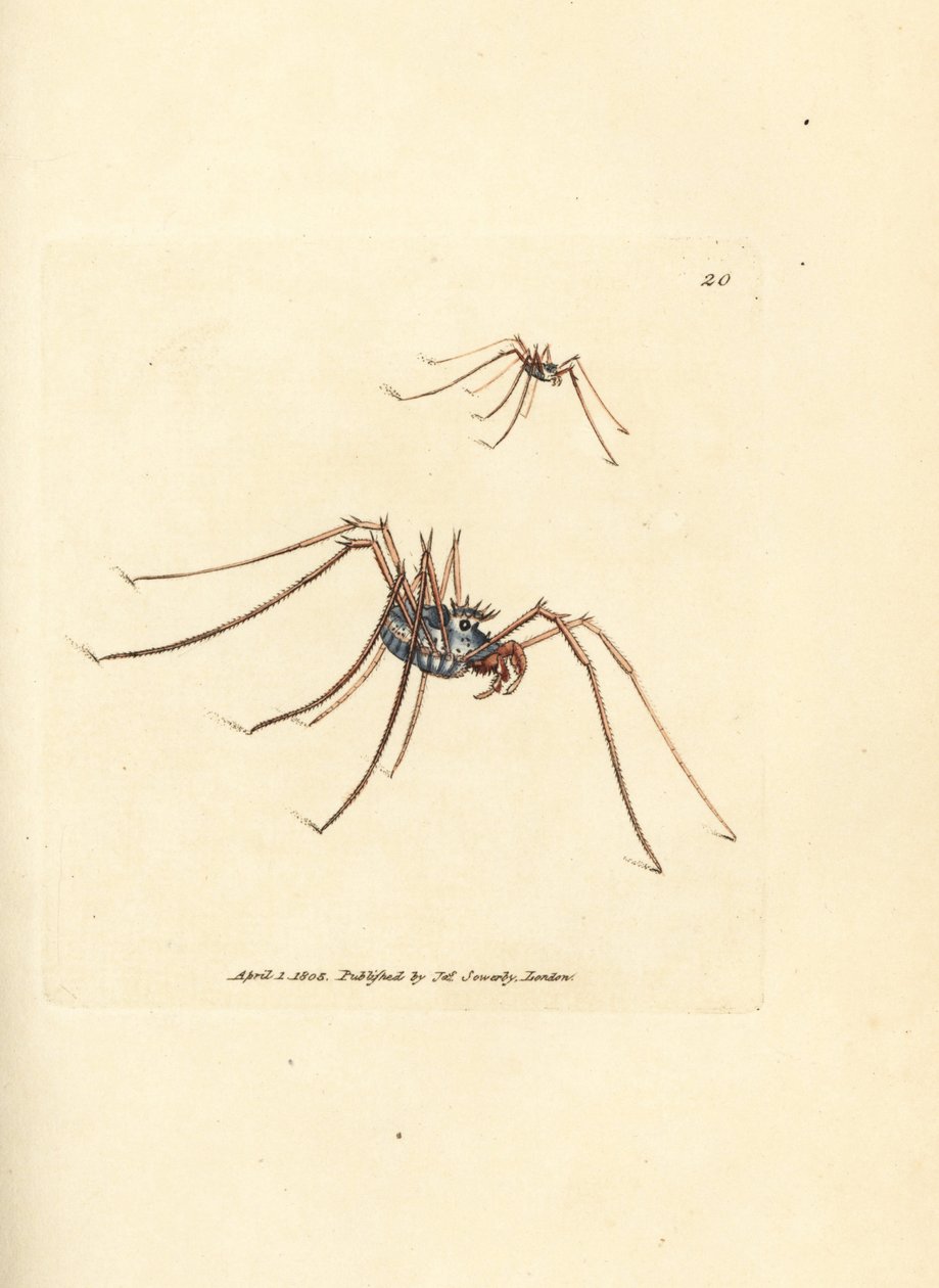Araña cosechadora, Megabunus diadema. Grabado en cobre coloreado a mano por James Sowerby de The British Miscellany, or Coloured figures of new, rare, or little known animal subjects. de James Sowerby