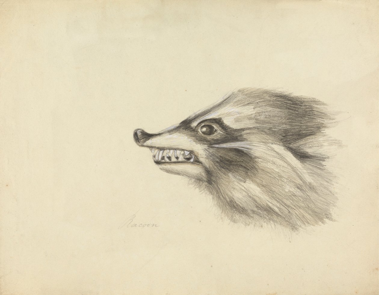 Cabeza de mapache de James Sowerby