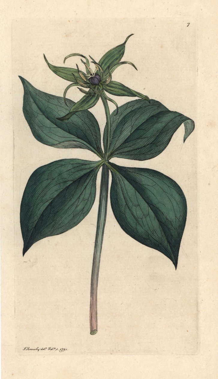 Herb Paris, Paris quadrifolia (Parisette à quatre feuilles) Grabado en cobre coloreado a mano según una ilustración de James Sowerby de James Smith