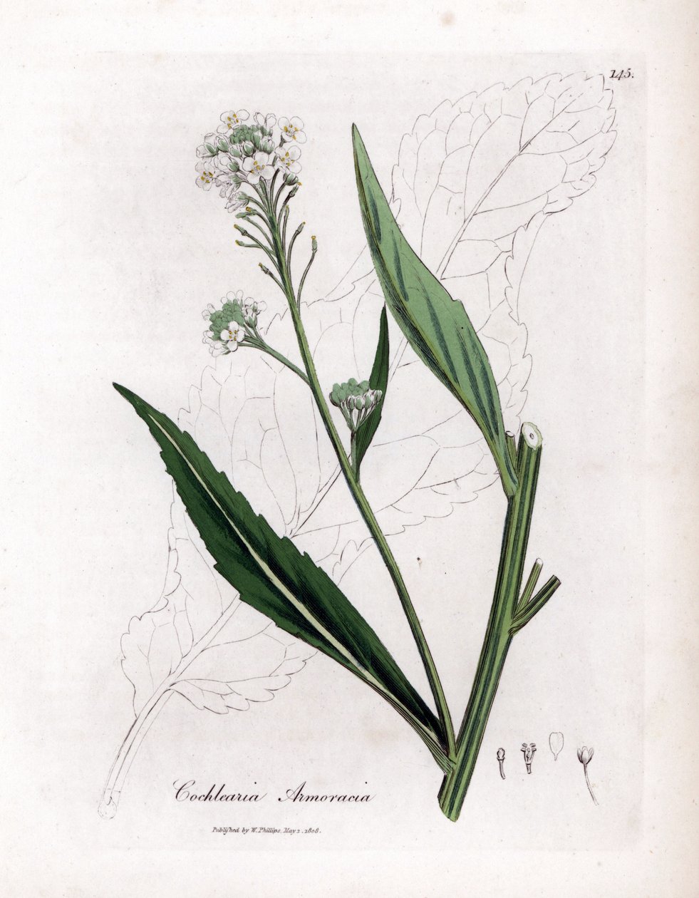 Rábano picante o cranson - Horseradish, Armoracia rusticana. Grabado en cobre coloreado a mano de una ilustración botánica de James Sowerby extraída de la obra de William Woodville y Sir William Jackson Hooker "Medical Botany", John Bohn, Londres. de James Sowerby