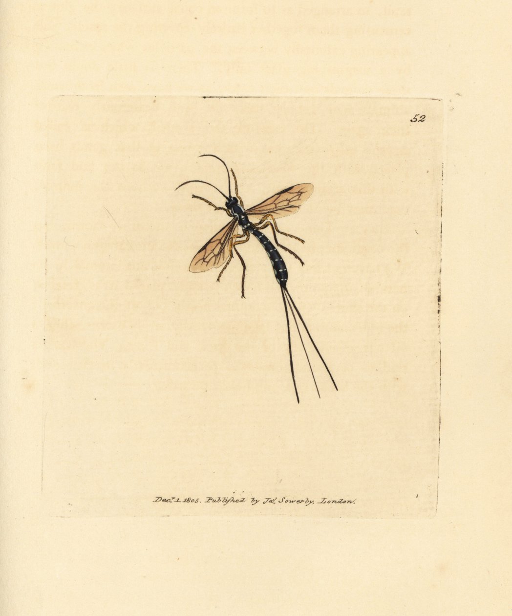 Mosca Ichneumon, Rhyssa persuasoria (Ichneumon persuasorius). Grabado en cobre coloreado a mano por James Sowerby de The British Miscellany, or Coloured figures of new, rare, or little known animal subjects. de James Sowerby