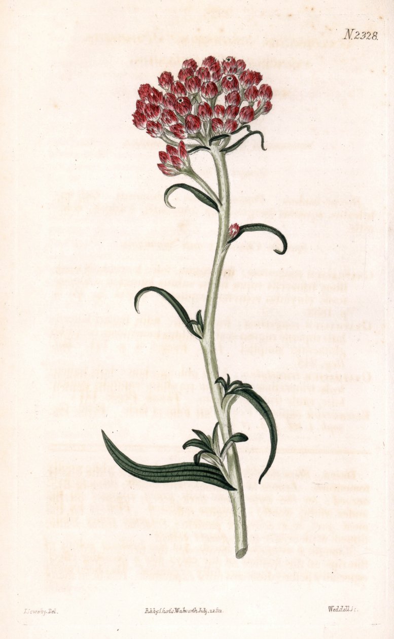 Estrella siempreviva - Helichrysum stellatum (Gnaphalium congestum). Grabado en cobre coloreado a mano por Weddell a partir de una ilustración de James Sowerby del "Botanical Magazine" de Samuel Curtis, Londres. de James Sowerby