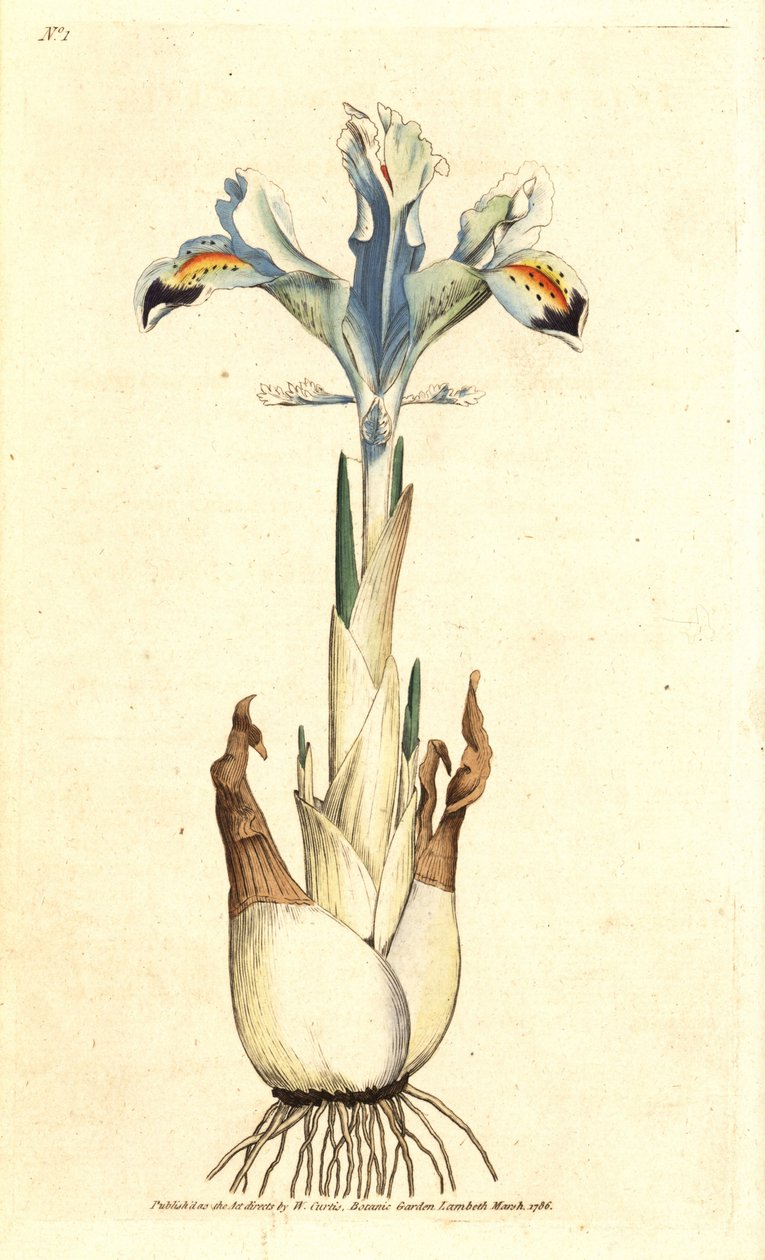 Iris (rosa persa) - Iris persa, Iris persica. Grabado en cobre coloreado a mano según una ilustración botánica de James Sowerby de The Botanical Magazine de William Curtis, Lambeth Marsh, Londres. de James Sowerby