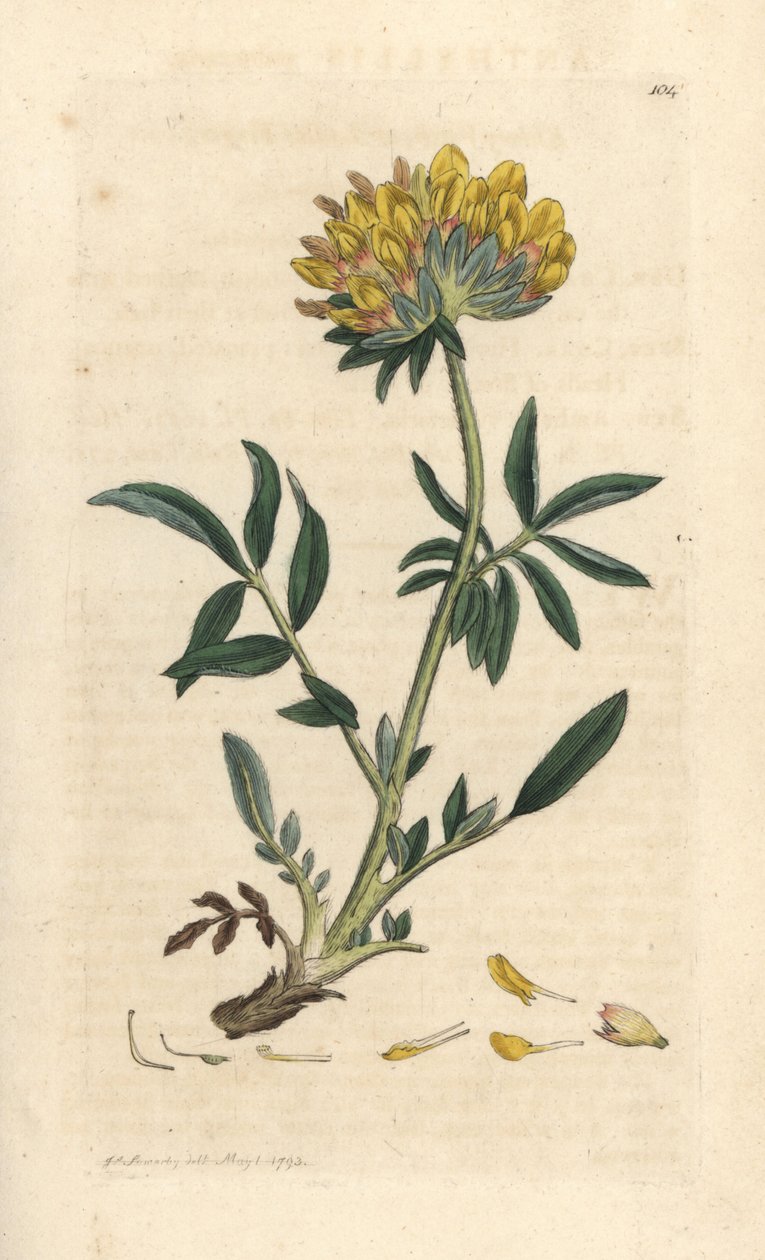 Anthyllis vulneraria (Anthyllide vulneraire) Grabado en cobre coloreado a mano según una ilustración de James Sowerby de James Smith