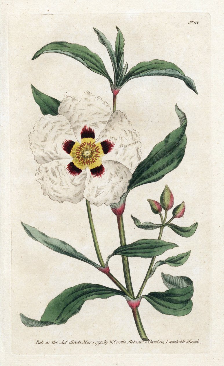 Ladanifere o Ledon Cistus - Litografía de James Sowerby (1757-1822), de la Revista Botánica de William Curtis (1746-1799) de James Sowerby