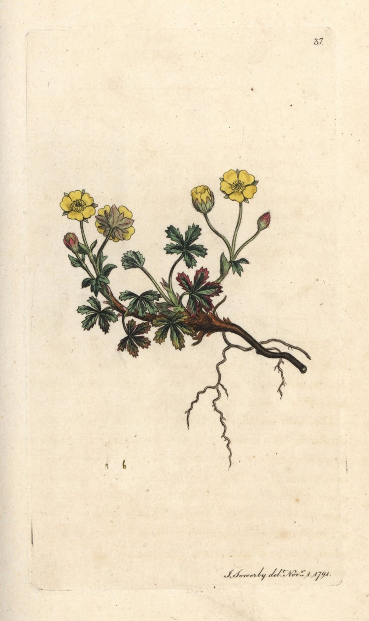 Large-flowered potentilla, Potentilla grandiflora (Spring cinquefoil, Potentilla verna) (cincoenrama) Grabado en cobre coloreado a mano según una ilustración de James Sowerby de James Smith