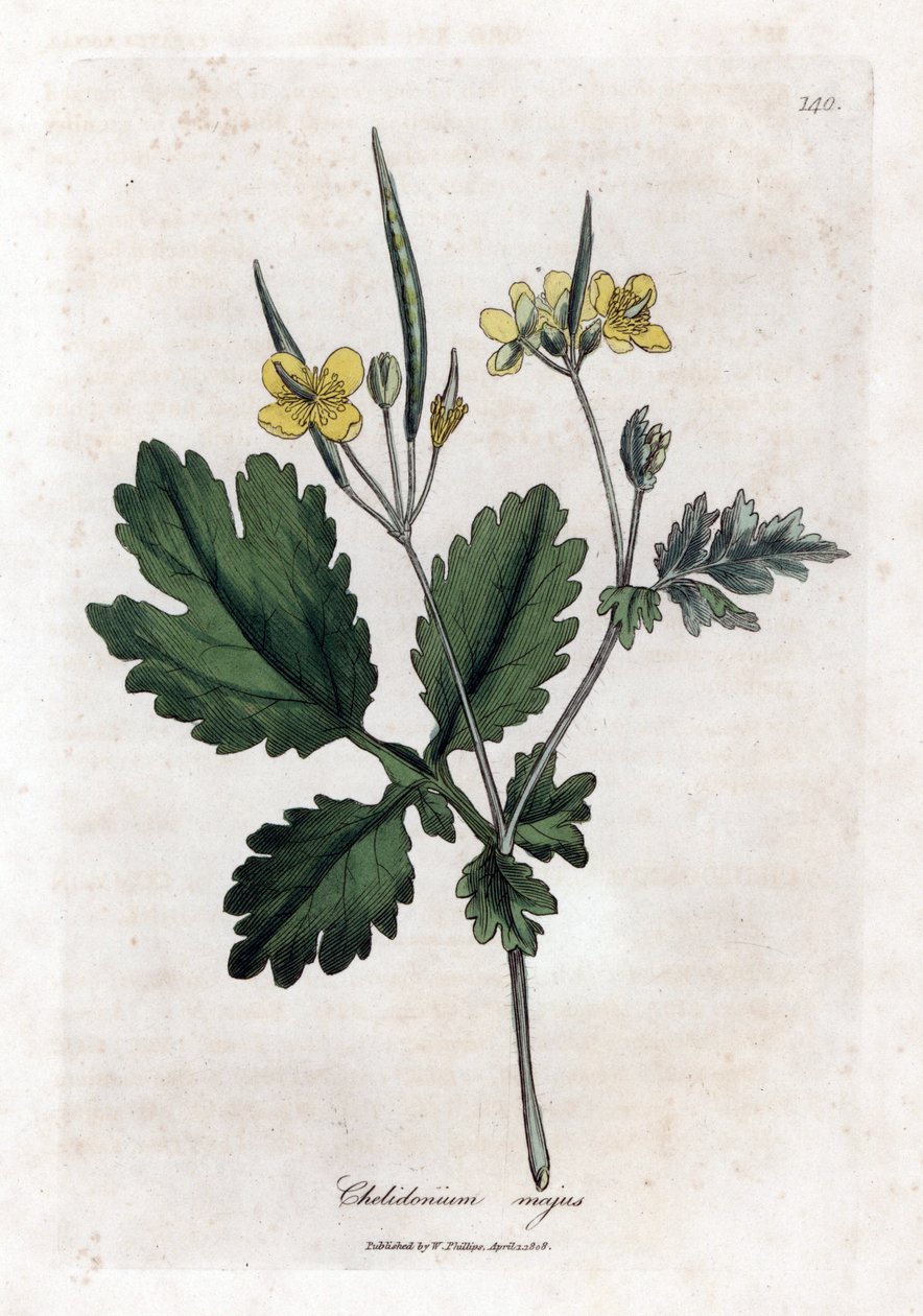 Chelidoine grande o luz grande - Celidonia mayor, Chelidonium majus. Grabado en cobre coloreado a mano de una ilustración botánica de James Sowerby extraída de "Medical Botany" de William Woodville y Sir William Jackson Hooker, John Bohn, Londres. de James Sowerby